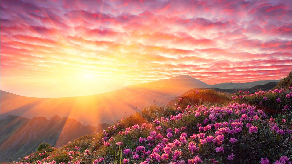 Sonnenaufgang und Blumen